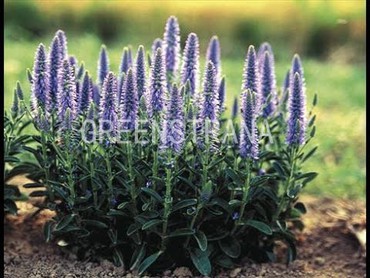 Вероника колосковая Блю Тон (Veronica spicata 'Blue Tone')