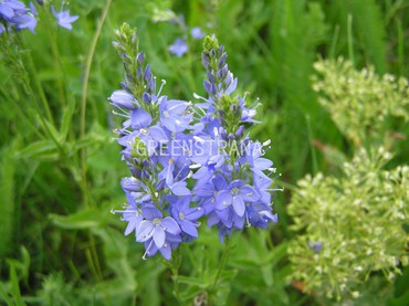 Вероника австрийская `Royal Blue`