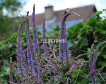 Вероникаструм виргинский (Veronicastrum virginicum)