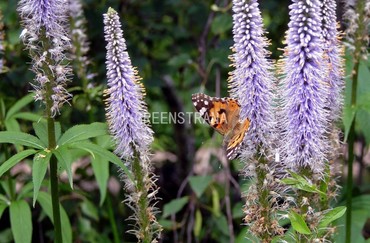 Вероникаструм сибирский (Veronicastrum sibiricum)