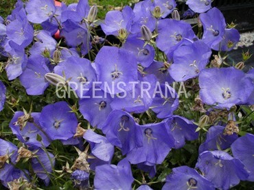 Колокольчик карпатский Дарк Блю (Campanula carpatica 'Dark Blue')