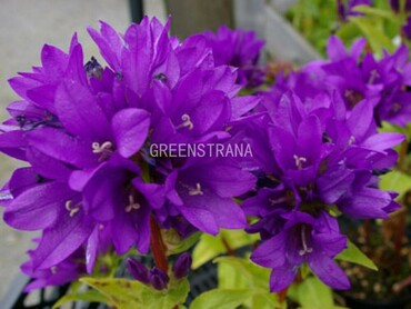 Колокольчик скученный Бельфлёр Блю (Campanula glomerata 'Bellefleur Blue')