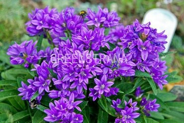Колокольчик скученный (Campanula glomerata)