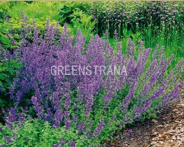 Котовник Фассена Уолкерс Лоу (Nepeta x faassenii 'Walker\'s Low')