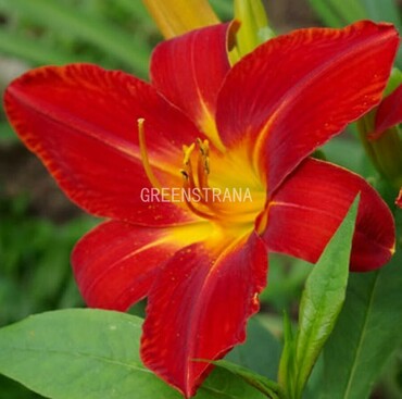 Лилейник гибридный Анзак (Hemerocallis 'Anzac')