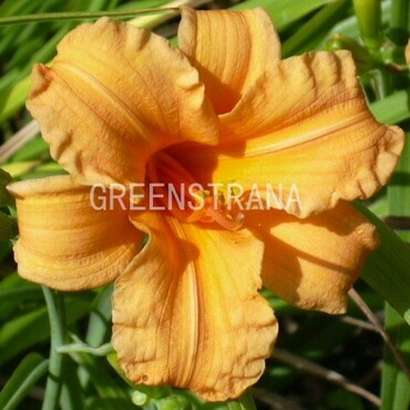 Лилейник гибридный Берти Феррис (Hemerocallis hybrida 'Berti Ferris')