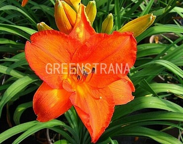 Лилейник гибридный Карнавал (Hemerocallis hybrida 'Carnaval')