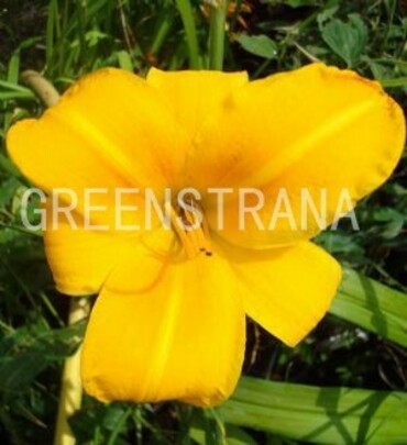Лилейник гибридный Чикаго Санрайз (Hemerocallis hybrida 'Chicago Sunrise')