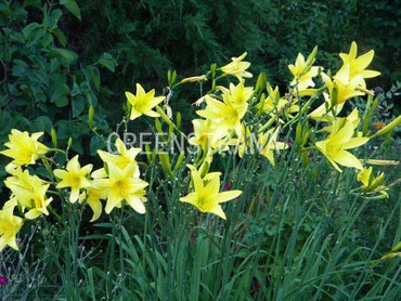 Лилейник гибридный Цитрина (Hemerocallis hybrida 'Citrina')