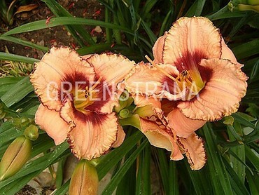 Лилейник гибридный Дарлинг (Hemerocallis hybrida 'Darling')