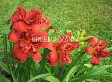 Лилейник гибридный Дабл Файеркрекер (Hemerocallis hybrida 'Double Firecracker')