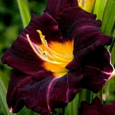 Лилейник гибридный Пёрпл (Hemerocallis hybrida 'Purple')