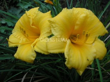 Лилейник гибридный Стелла де Оро (Hemerocallis hybrida 'Stella de Oro')