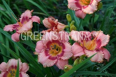 Лилейник гибридный Строберри Филдс (Hemerocallis hybrida 'Strawberry Fields')