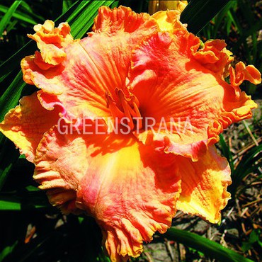 Лилейник гибридный Тропикал Саммер (Hemerocallis hybrida 'Tropical Summer')