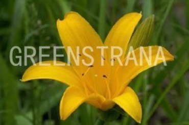 Лилейник Миддендорфа (Hemerocallis middendorffii)