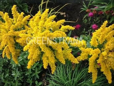Солидаго канадский Клот оф Голд (Solidago canadensis 'Cloth of Gold')