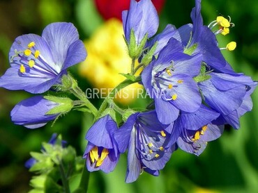Синюха голубая (Polemonium caeruleum)