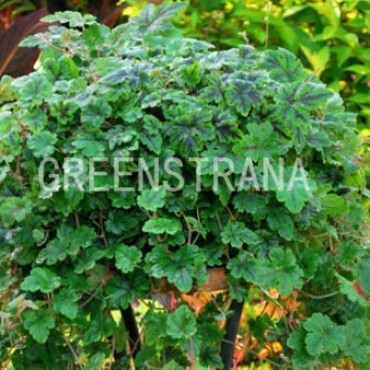 Тиарелла сердцелистная Хэппи Трейлс (Tiarella cordifolia 'Happy Trails')