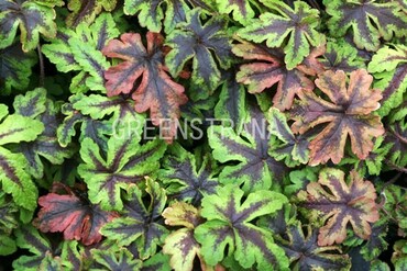 Тиарелла сердцелистная Джиперс Криперс (Tiarella cordifolia 'Jeepers Creepers')