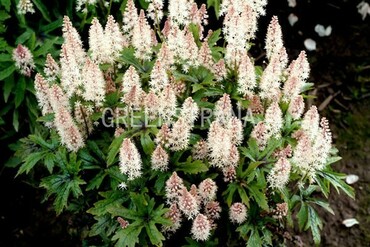 Тиарелла сердцелистная Старберст (Tiarella cordifolia 'Starburst')