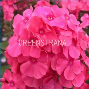 Флокс метельчатый Алина (Phlox paniculata 'Alina')