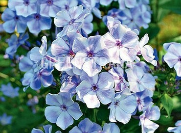Флокс метельчатый Гжель (Phlox paniculata 'Gzhel')