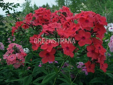 Флокс метельчатый Иван-заря (Phlox paniculata 'Ivan-Zarya')