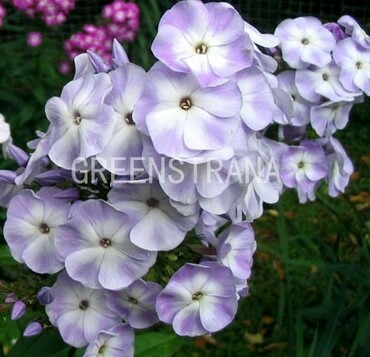 Флокс метельчатый Любовь Орлова (Phlox paniculata 'Lyubov Orlova')