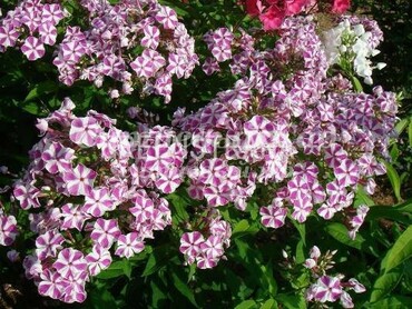 Флокс метельчатый Мишенька (Phlox paniculata 'Mishenka')