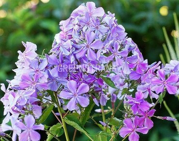 Флокс метельчатый Незабудка (Phlox paniculata 'Nezabudka')