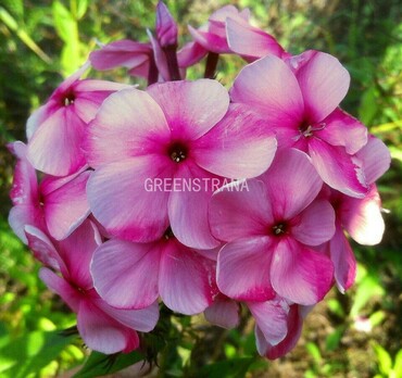 Флокс метельчатый Русская Матрешка (Phlox paniculata 'Russkaya Matreshka')