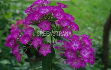 Флокс метельчатый Татьяна (Phlox paniculata 'Tatyana')