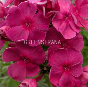 Флокс метельчатый Травиата (Phlox paniculata 'Traviata')