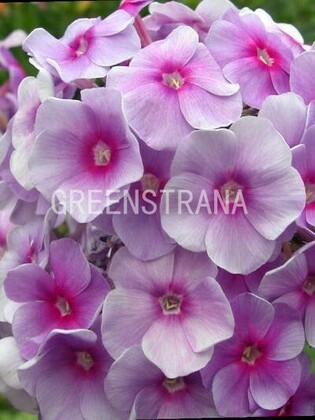 Флокс метельчатый Фиона (Phlox paniculata 'Fiona')