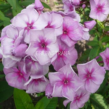 Флокс метельчатый Чюрленис (Phlox paniculata 'Ciurlionis')