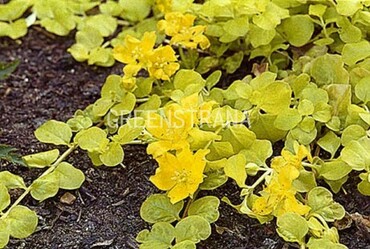 Вербейник монетчатый Ауреа (Lysimachia nummularia 'Aurea')