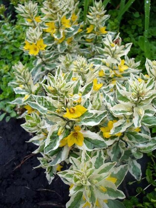 Вербейник точечный Александр (Lysimachia punctata 'Alexander')