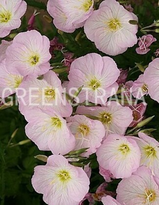 Герань кроваво-красная Вижн ин Пинк (Geranium sanguineum 'Vision in Pink')