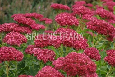 Очиток видный Кармен (Sedum spectabile 'Carmen')