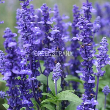 Шалфей дубравный Адора Блю (Salvia nemorosa 'Adora Blue')