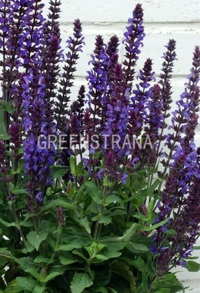 Шалфей дубравный Нью Дименшн Блю (Salvia nemorosa 'New Dimension Blue')