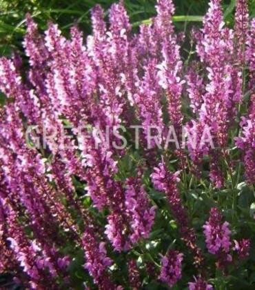 Шалфей дубравный Нью Дименшн Роуз (Salvia nemorosa 'New Dimension Rose')