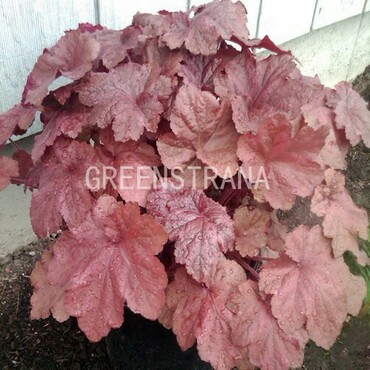 Гейхера Божоле (Heuchera 'Beaujolais')