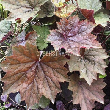 Гейхера Браунис (Heuchera 'Brownies')