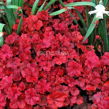 Гейхера Черри Кола (Heuchera 'Cherry Cola')