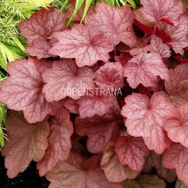 Гейхера Джорджия Пич (Heuchera 'Georgia Peach')