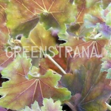 Гейхера Нок Аут (Heuchera 'Knock Out')