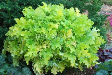 Гейхера Лайм Мармелад (Heuchera 'Lime Marmalade')