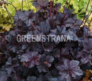Гейхера Обсидиан (Heuchera 'Obsidian')
